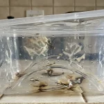 resnica-o-plastiki-v-mikrovalovni-pecici-in-zakaj-sem-popolnoma.webp.webp